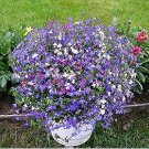Exotic Lobelia Bonsai, Garden Indoor Bonsai Flower Plant (Blue) 500 PCS Seeds