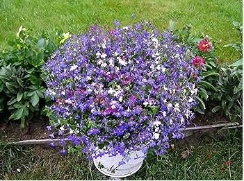 Exotic Lobelia Bonsai, Garden Indoor Bonsai Flower Plant (Blue) 500 PCS Seeds