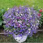 Exotic Lobelia Bonsai, Garden Indoor Bonsai Flower Plant (Blue) 500 PCS Seeds