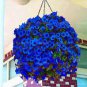 Exotic Lobelia Bonsai, Garden Indoor Bonsai Flower Plant (Blue) 500 PCS Seeds