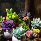 Exotic Mini Succulent Cactus Rare Succulent Perennial Herb Plants 200 PCS Seeds