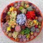 Exotic Mini Succulent Cactus Rare Succulent Perennial Herb Plants 200 PCS Seeds