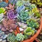Exotic Mini Succulent Cactus Rare Succulent Perennial Herb Plants 200 PCS Seeds
