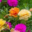 Exotic Portulaca Grandiflora Seeds Moss-rose Purslane Double Indoor Flowers 100 PCS Seeds