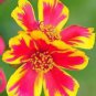 Exotic Portulaca Grandiflora Seeds Moss-rose Purslane Double Indoor Flowers 100 PCS Seeds