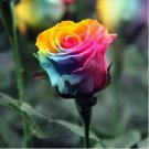 Exotic Rainbow Rose Plants Mixed Colors Rosa Planta Outdoor Seed Potted 100 PCS Seeds