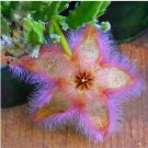 Exotic Rare Cactus Bonsai Stapelia Pulchella Bonsai 200 PCS Seeds