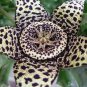 Exotic Rare Cactus Bonsai Stapelia Pulchella Bonsai 200 PCS Seeds