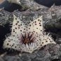 Exotic Rare Cactus Bonsai Stapelia Pulchella Bonsai 200 PCS Seeds