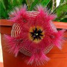 Exotic Rare Cactus Bonsai Stapelia Pulchella Bonsai Lithops Mix 200 PCS Seeds
