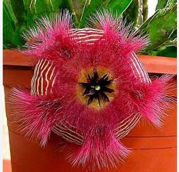 Exotic Rare Cactus Bonsai Stapelia Pulchella Bonsai Lithops Mix 200 PCS Seeds
