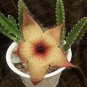 Exotic Rare Cactus Bonsai Stapelia Pulchella Bonsai Lithops Mix 200 PCS Seeds