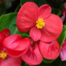 Exotic Rieger Begonia Flowers 50 PCS Seeds