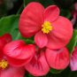 Exotic Rieger Begonia Flowers 50 PCS Seeds