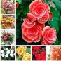 Exotic Rieger Begonia Flowers 50 PCS Seeds