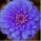 Exotic Zinnia Pretty Pastel Flowering Plants Home Garden Potted 100 PCS Seeds Exotic Zinnia Pretty Pastel Flowering Plants Home Garden Potted 100 PCS Seeds