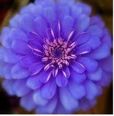 Exotic Zinnia Pretty Pastel Flowering Plants Home Garden Potted 100 PCS Seeds