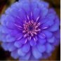 Exotic Zinnia Pretty Pastel Flowering Plants Home Garden Potted 100 PCS Seeds