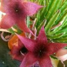 Exotic Rare Cactus Bonsai Stapelia Pulchella Bonsai 200 PCS Seeds