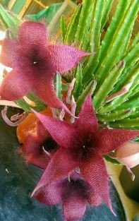 Exotic Rare Cactus Bonsai Stapelia Pulchella Bonsai 200 PCS Seeds