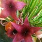 Exotic Rare Cactus Bonsai Stapelia Pulchella Bonsai 200 PCS Seeds