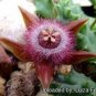 Exotic Rare Cactus Bonsai Stapelia Pulchella Bonsai 200 PCS Seeds