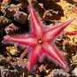 Exotic Rare Cactus Bonsai Stapelia Pulchella Bonsai 200 PCS Seeds