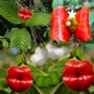 Exotic Red Lips Plants Rare Flower Pots Garden Flowers 120 PCS Seeds
