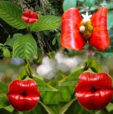 Exotic Red Lips Plants Rare Flower Pots Garden Flowers 120 PCS Seeds