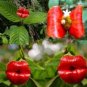 Exotic Red Lips Plants Rare Flower Pots Garden Flowers 120 PCS Seeds