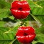 Exotic Red Lips Plants Rare Flower Pots Garden Flowers 120 PCS Seeds
