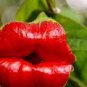Exotic Red Lips Plants Rare Flower Pots Garden Flowers 120 PCS Seeds