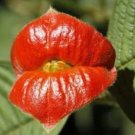 Exotic Red Lips Plants Rare Flower Pots Garden Flowers Plants Park Yard 120 PCS Seeds