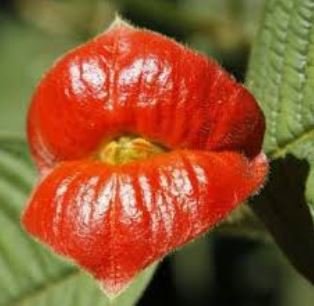 Exotic Red Lips Plants Rare Flower Pots Garden Flowers Plants Park Yard 120 PCS Seeds
