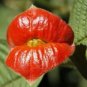 Exotic Red Lips Plants Rare Flower Pots Garden Flowers Plants Park Yard 120 PCS Seeds