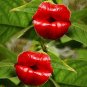 Exotic Red Lips Plants Rare Flower Pots Garden Flowers Plants Park Yard 120 PCS Seeds