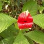 Exotic Red Lips Plants Rare Flower Pots Garden Flowers Plants Park Yard 120 PCS Seeds