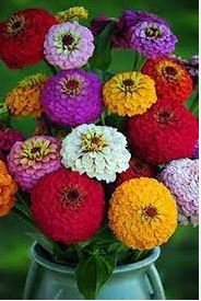 Exotic Zinnia Pretty Pastel Mixed Flower Perennial Spring Flowering 100 PCS Seeds