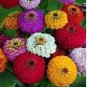 Exotic Zinnia Pretty Pastel Mixed Flower Perennial Spring Flowering 100 PCS Seeds