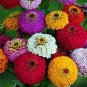 Exotic Zinnia Pretty Pastel Mixed Flower Perennial Spring Flowering 100 PCS Seeds
