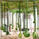 Extra Long Handle Dipper Gourd 10 PCS Seeds