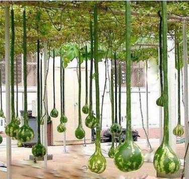 Extra Long Handle Dipper Gourd 10 PCS Seeds
