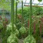 Extra Long Handle Dipper Gourd 10 PCS Seeds