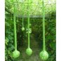 Extra Long Handle Dipper Gourd 10 PCS Seeds