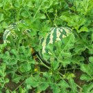 Extremely Early Maturity Green Skin Red Inside Small Gift Watermelon 8 PCS Seeds