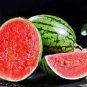 Extremely Early Maturity Green Skin Red Inside Small Gift Watermelon 8 PCS Seeds