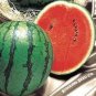 Extremely Early Maturity Green Skin Red Inside Small Gift Watermelon 8 PCS Seeds
