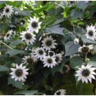 Extremely Rare Small White Sunflower with little eyes 15 PCS Seeds Extremely Rare Small White Sunflower with little eyes 15 PCS Seeds