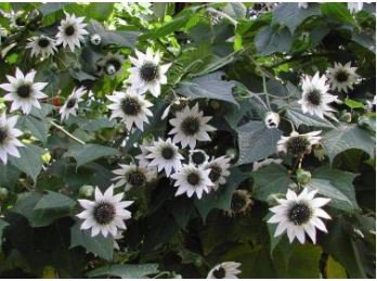 Extremely Rare Small White Sunflower with little eyes 15 PCS Seeds