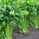 F1 Hybrid Celery Seeds Garden Green Chinese Vegetables 10000 PCS Seeds